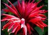 Bee Balm Flower