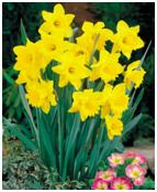 Picture of Daffodils
