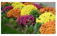 Picture of Mums