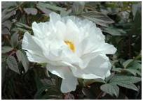 Picture of Peonies