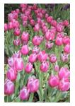 Picture of Tulips