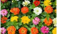Zinnias